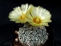 Thumbnail of 1845_Astrophytum super-kaputo_20150531_01(1).JPG